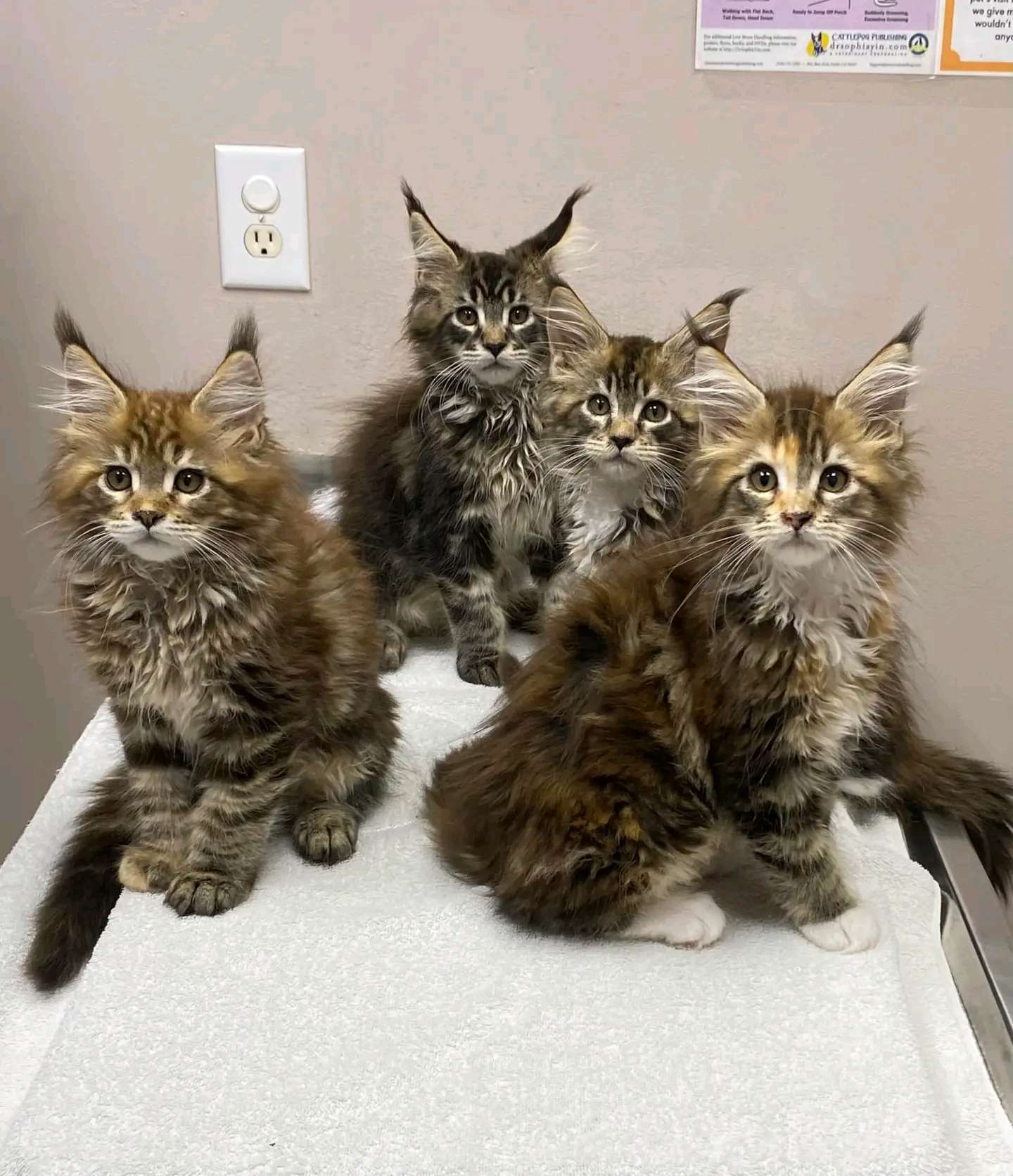 Maine coons kittens for adoption and rehoming